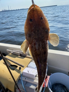 マゴチの釣果