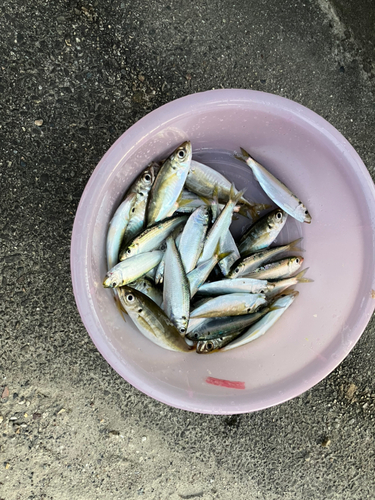 アジの釣果