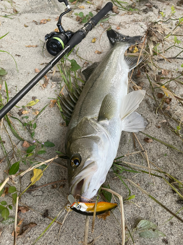 シーバスの釣果