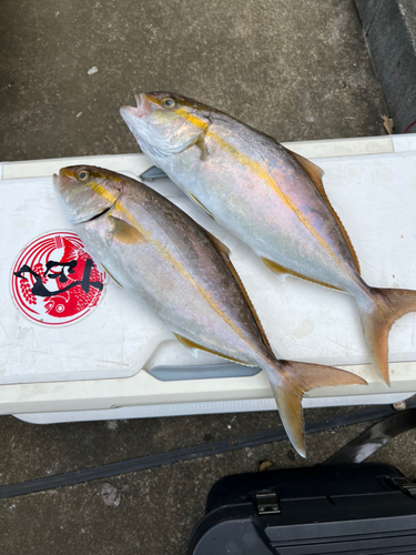 カンパチの釣果