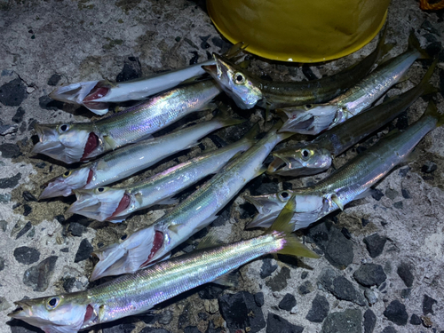 カマスの釣果