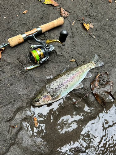 ニジマスの釣果