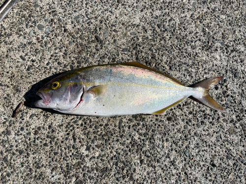 ショゴの釣果