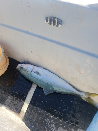 ハマチの釣果