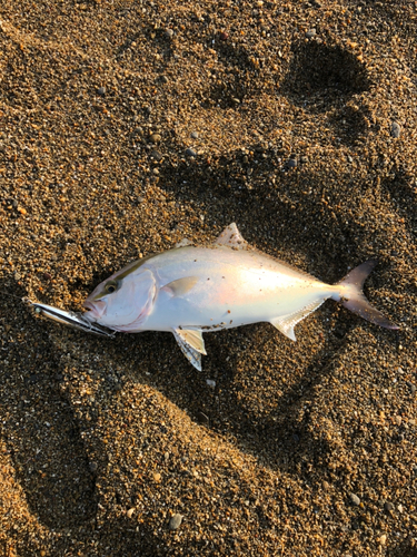 ショゴの釣果