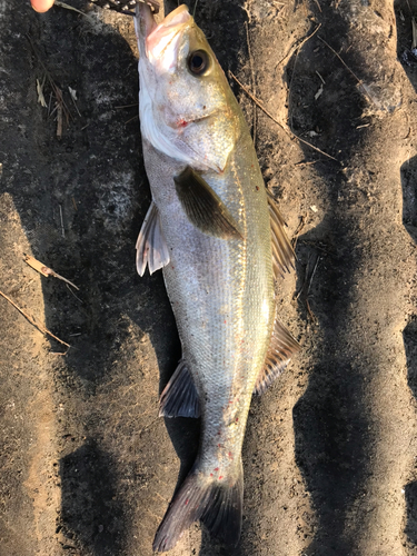 スズキの釣果