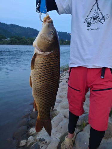 コイの釣果