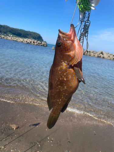 キジハタの釣果