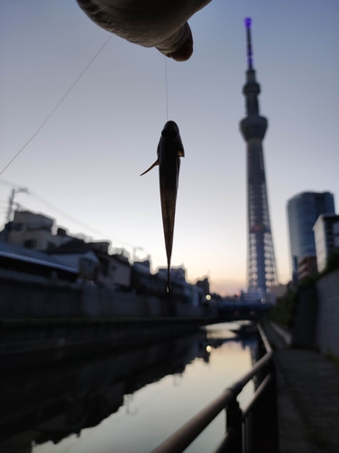 ハゼの釣果