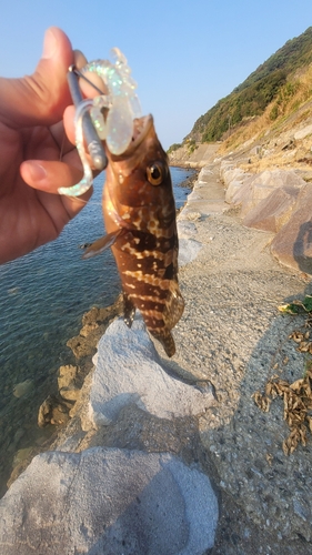 キジハタの釣果