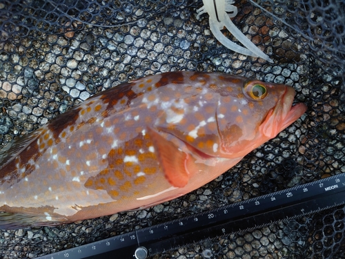 キジハタの釣果