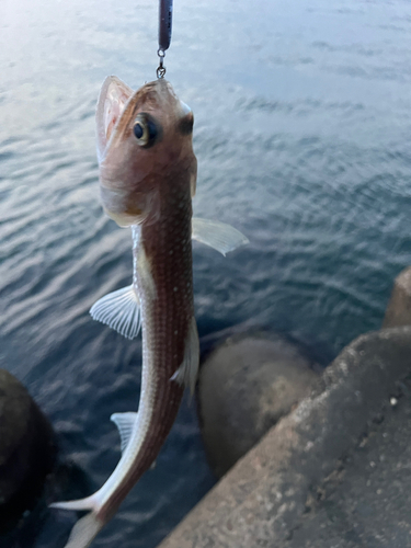 マエソの釣果