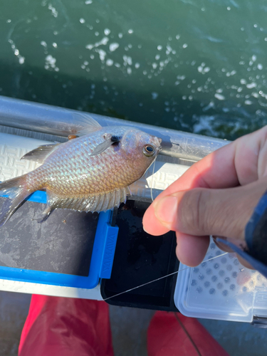 スズメダイの釣果