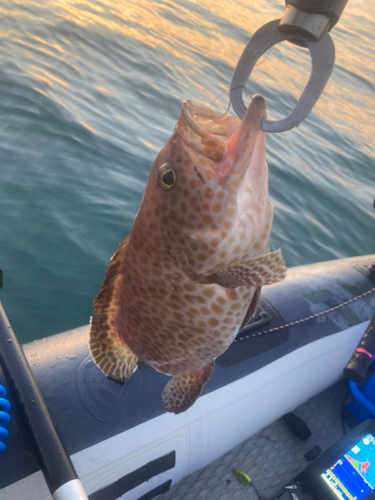 オオモンハタの釣果