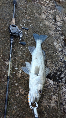 スズキの釣果