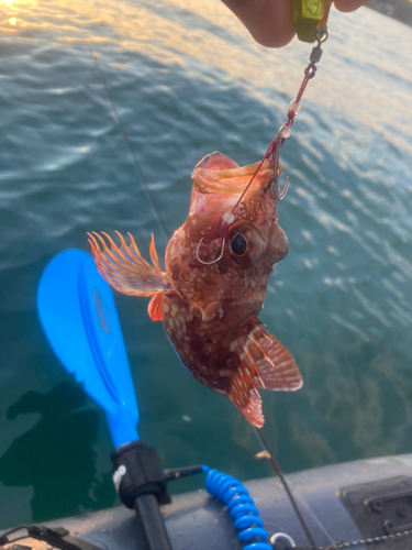 カサゴの釣果