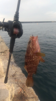 キジハタの釣果