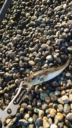 シロサバフグの釣果