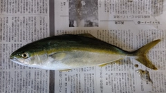 フクラギの釣果