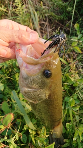 ラージマウスバスの釣果