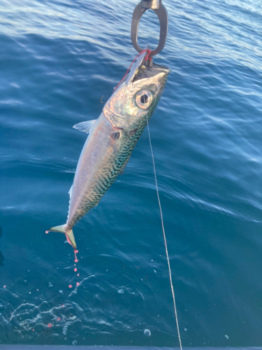 サバの釣果