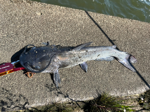 アメリカナマズの釣果