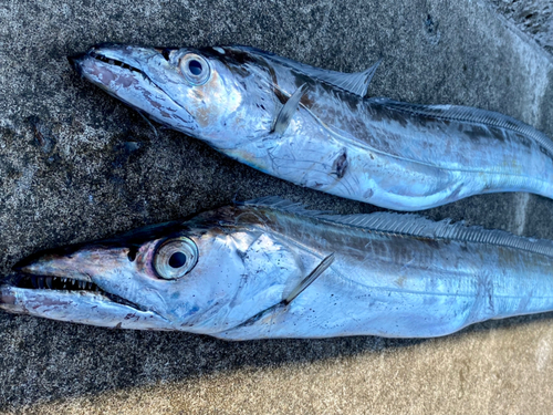 タチウオの釣果