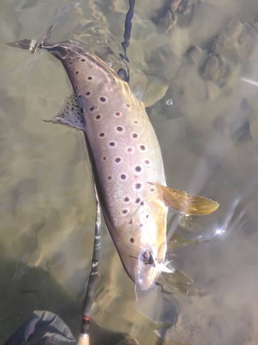 ブラウントラウトの釣果