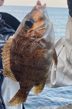 メイチダイの釣果