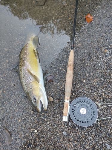 ブラウントラウトの釣果