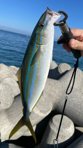 ツムブリの釣果