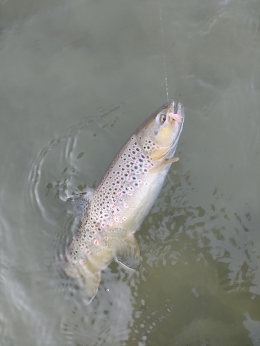 ブラウントラウトの釣果