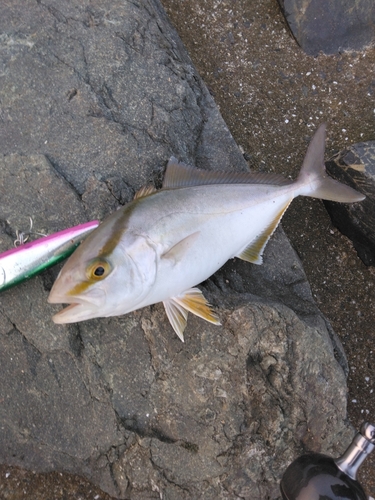 ネリゴの釣果