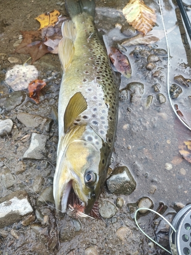 ブラウントラウトの釣果