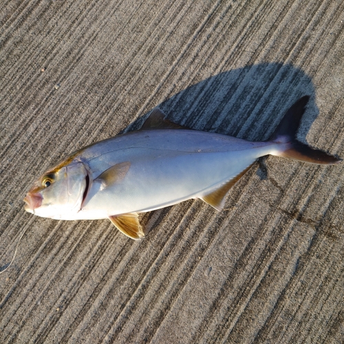 カンパチの釣果