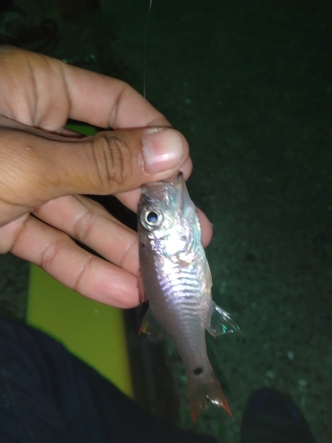 クロホシイシモチの釣果