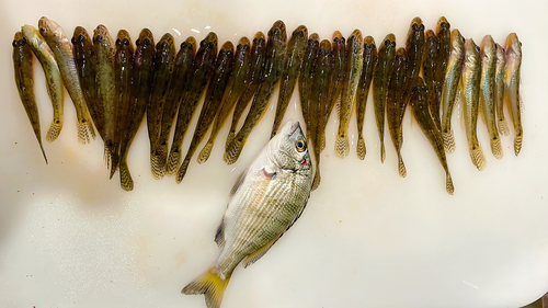 ハゼの釣果