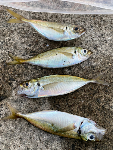 アジの釣果