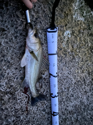 スズキの釣果