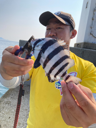 イシダイの釣果