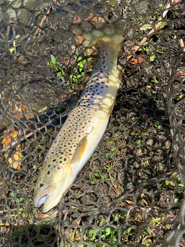 ブラウントラウトの釣果