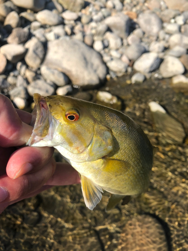 スモールマウスバスの釣果