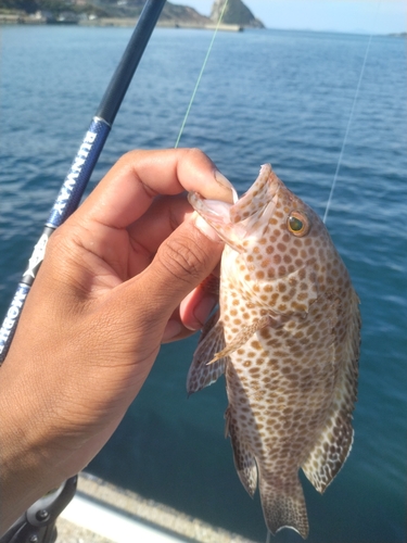 オオモンハタの釣果