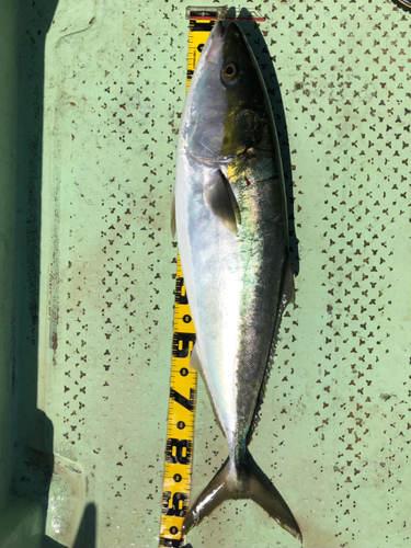 ブリの釣果