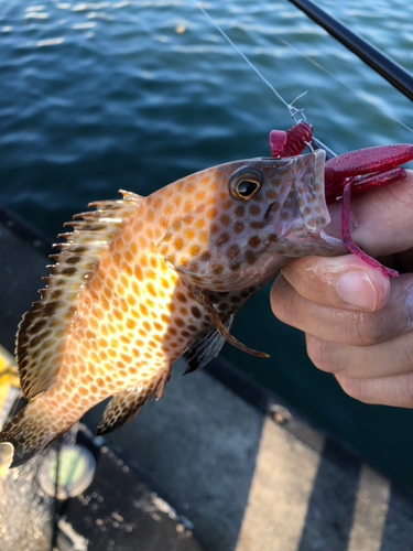 オオモンハタの釣果