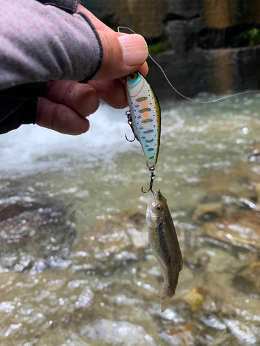 ニッコウイワナの釣果