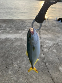 イナダの釣果