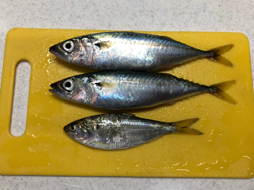 サバの釣果