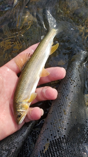 アユの釣果