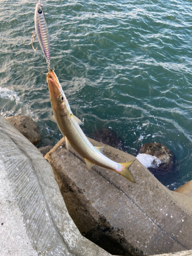 カマスの釣果